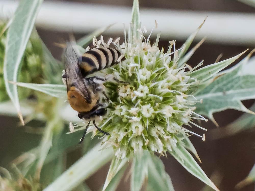  Colletes hylaeiformis Eversmann, 1852