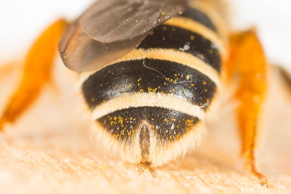 Le  Halictus patellatus Morawitz, 1873