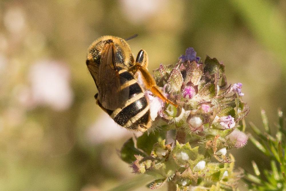 Le  Halictus patellatus Morawitz, 1873