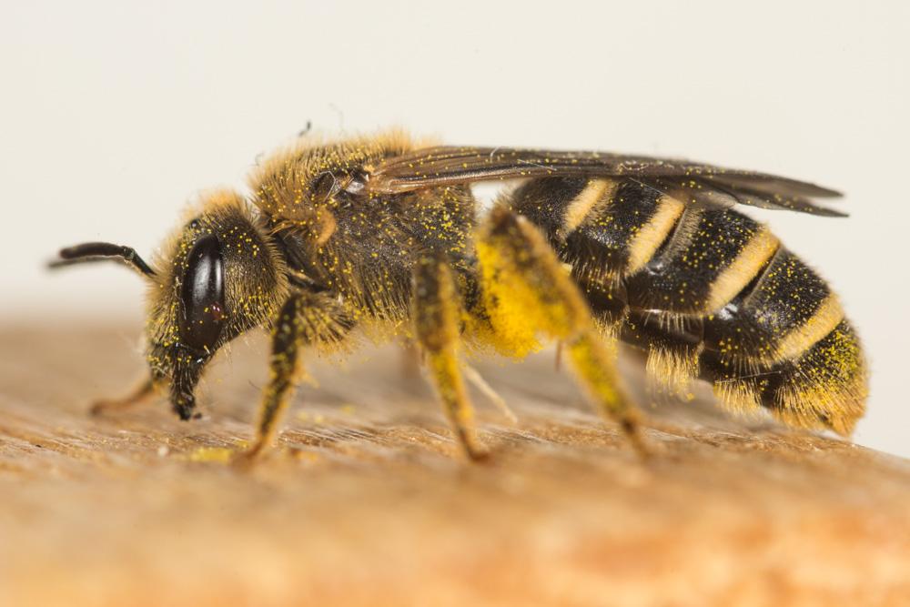  Halictus Latreille, 1804