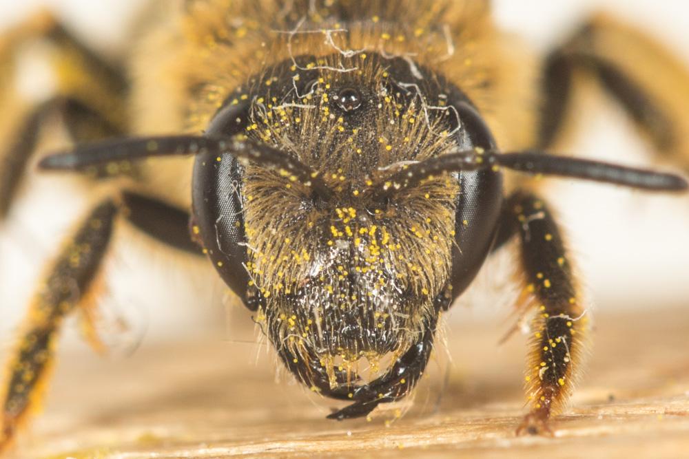  Halictus Latreille, 1804