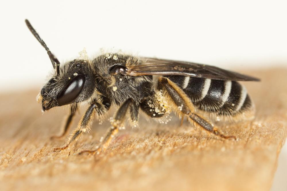  Halictus Latreille, 1804