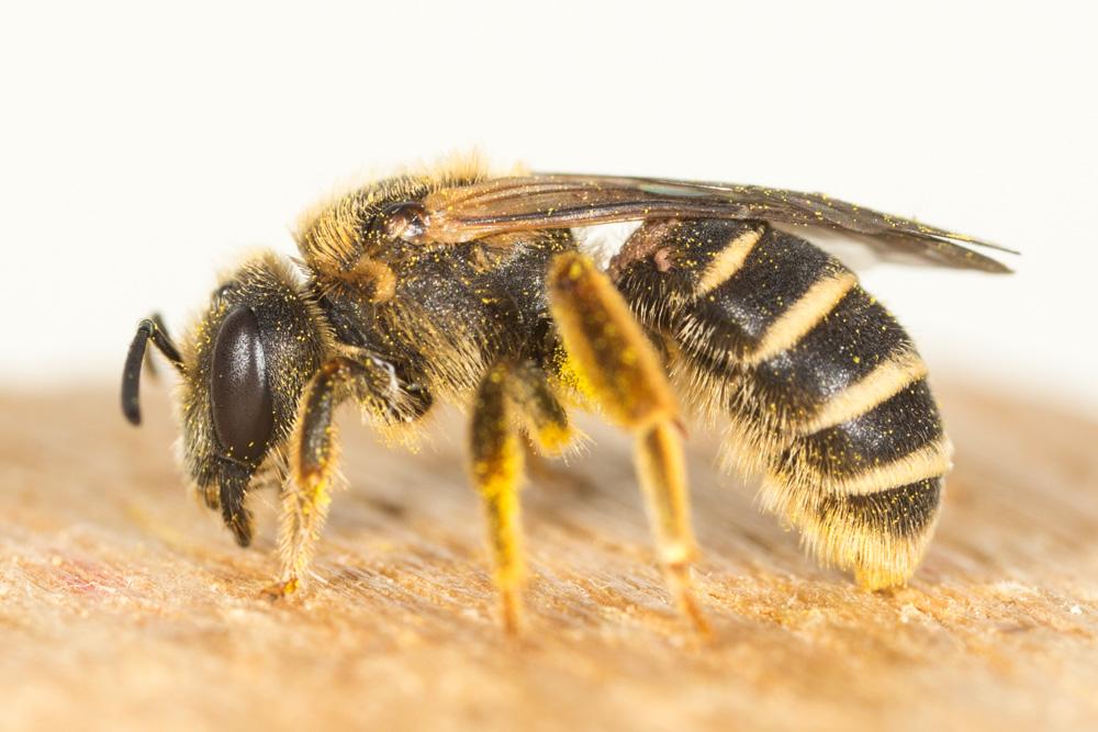 Halictus Latreille, 1804