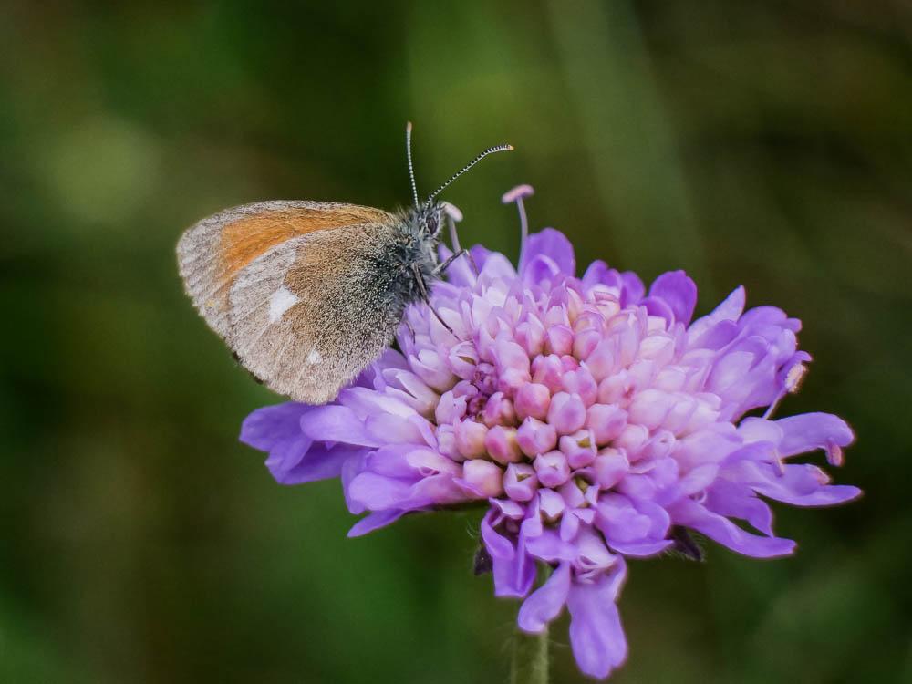 Fadet de la Mélique (Le), Iphis (L'), Semi-Procris Coenonympha glycerion (Borkhausen, 1788)