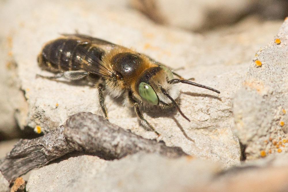 Hoplitis lithodorae Müller, 2012
