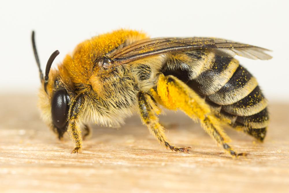  Colletes abeillei Pérez, 1903