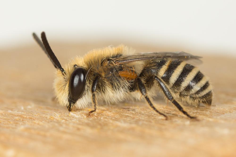  Colletes marginatus Smith, 1846