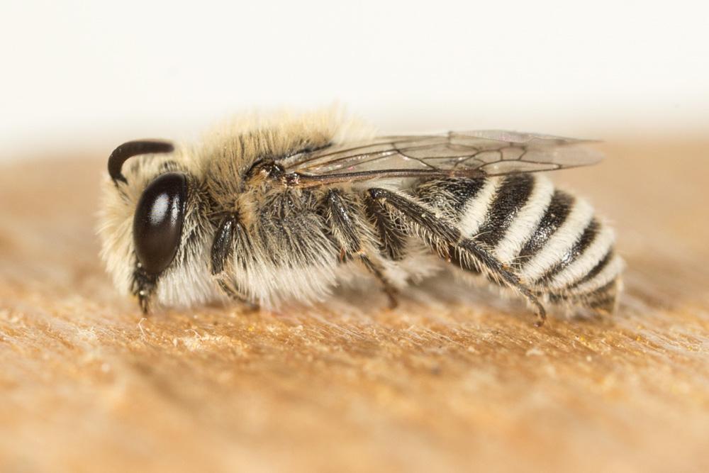  Colletes pulchellus Pérez, 1903