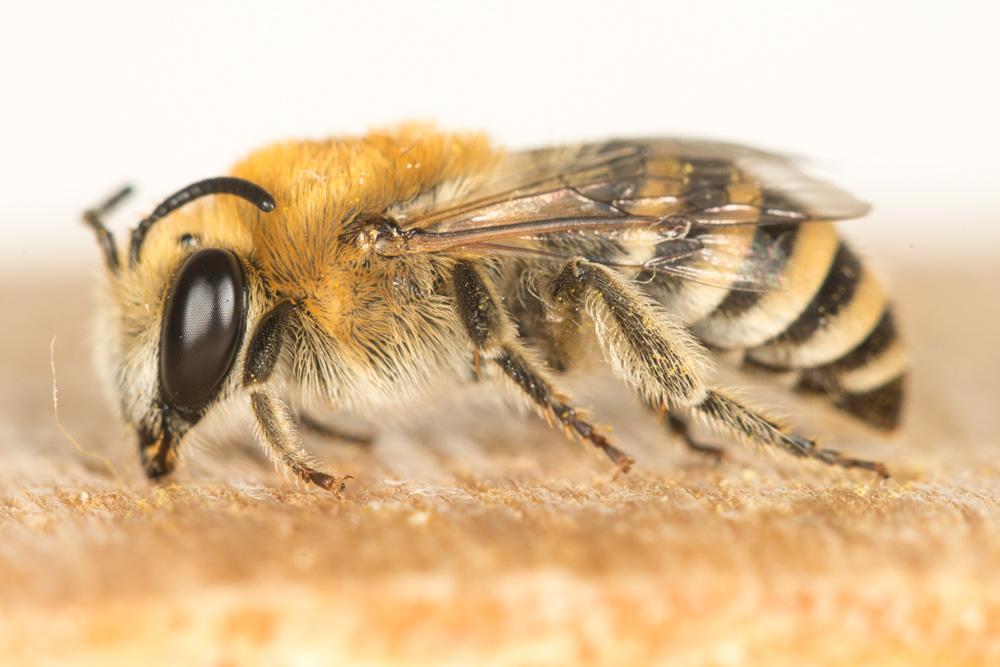  Colletes fodiens (Fourcroy, 1785)