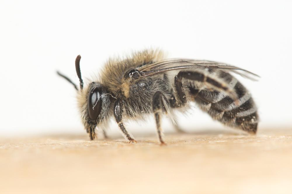  Colletes foveolaris Pérez, 1903