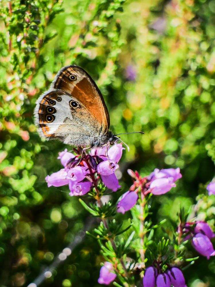 Le Céphale (Le), Arcanie (L') Coenonympha arcania (Linnaeus, 1760)
