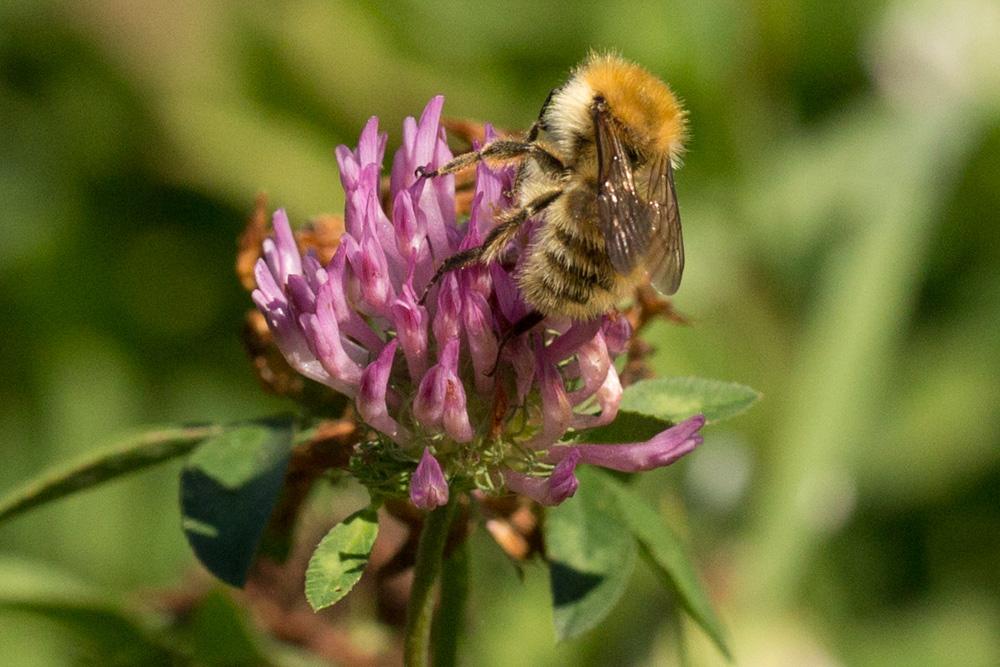 Bourdon des champs Bombus pascuorum (Scopoli, 1763)