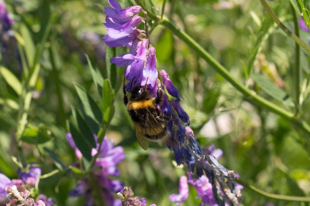 Bourdon terrestre (Le) Bombus terrestris (Linnaeus, 1758)