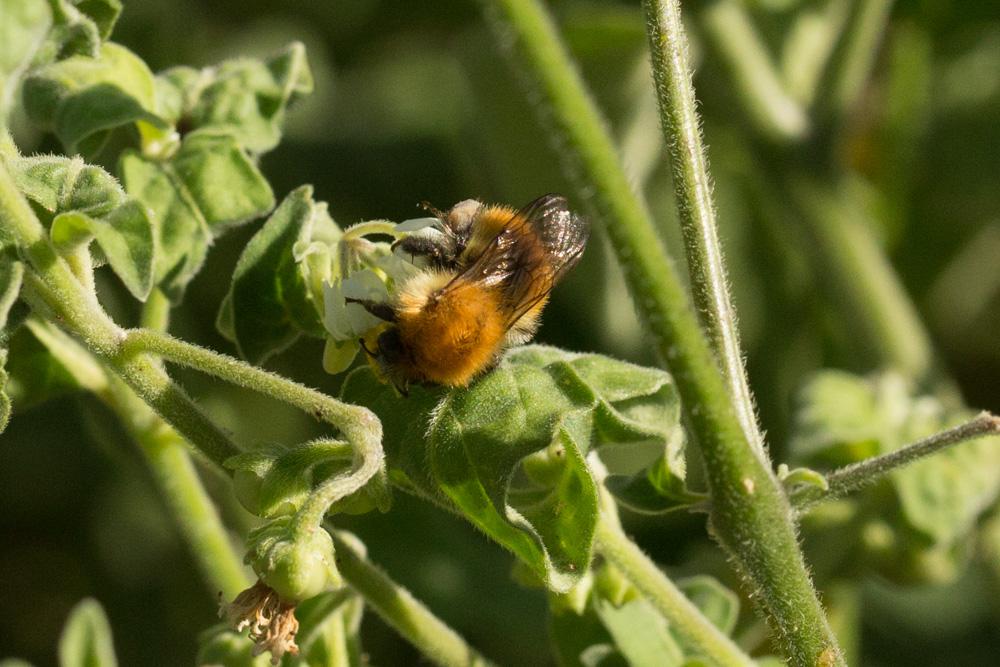 Le Bourdon des mousses Bombus muscorum (Linnaeus, 1758)