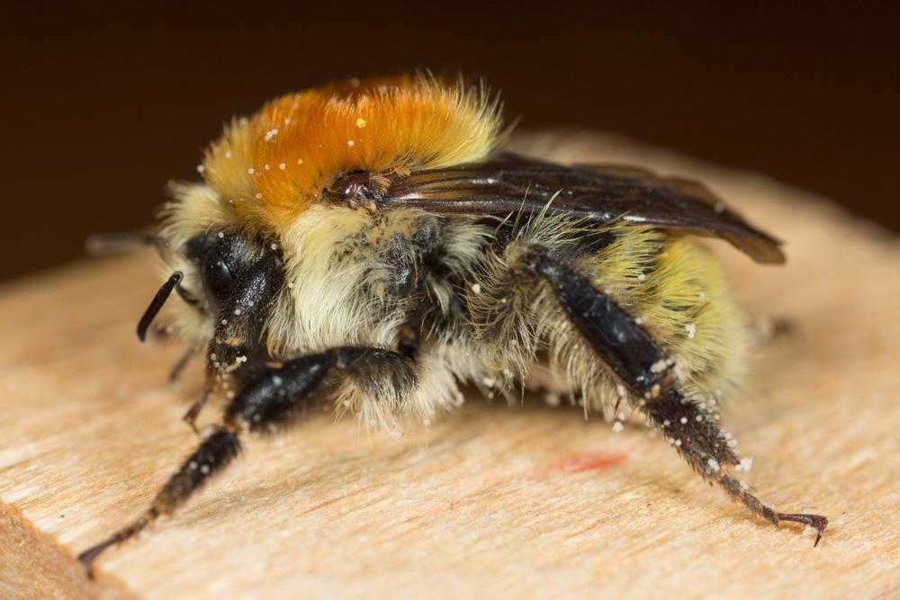 Le Bourdon des mousses Bombus muscorum (Linnaeus, 1758)