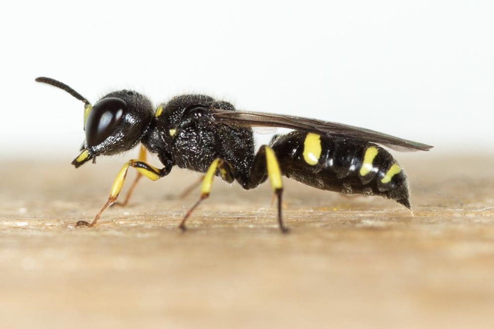 Ectemnius continuus (Fabricius, 1804)