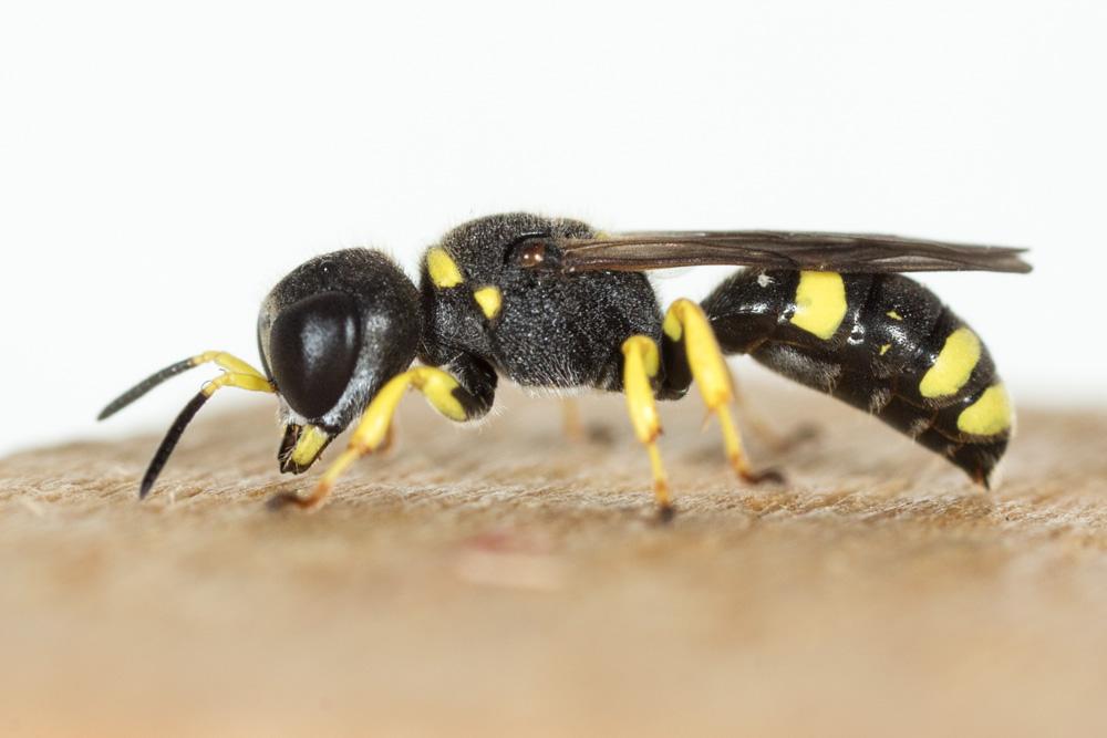 Ectemnius continuus (Fabricius, 1804)