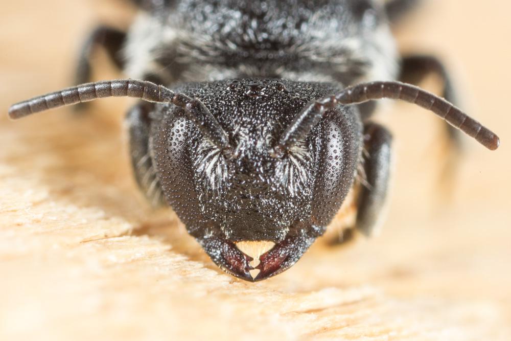 Stelis simillima Morawitz, 1876