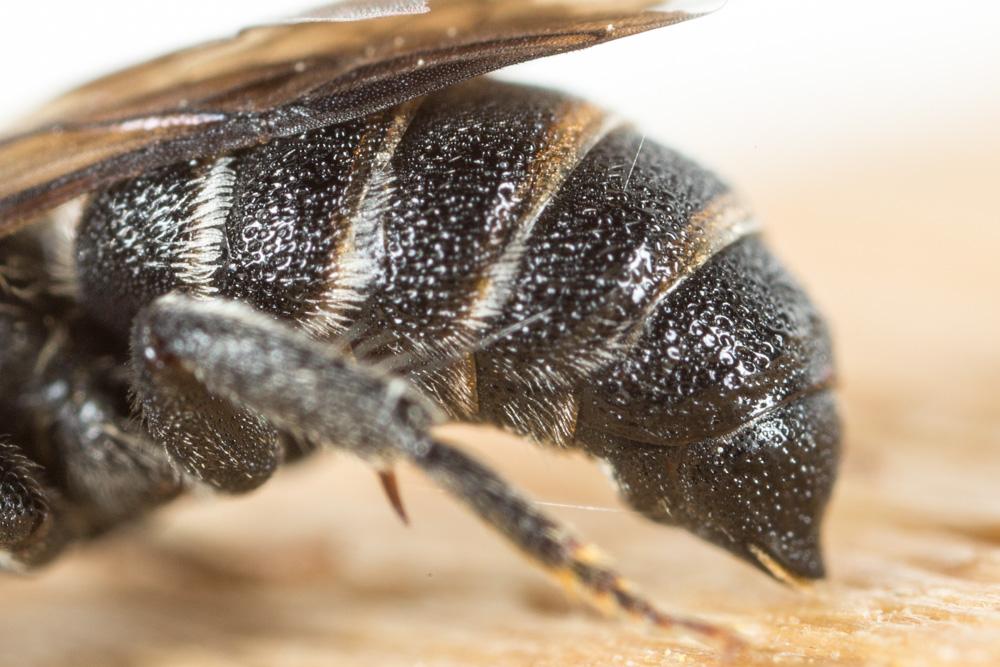 Stelis simillima Morawitz, 1876