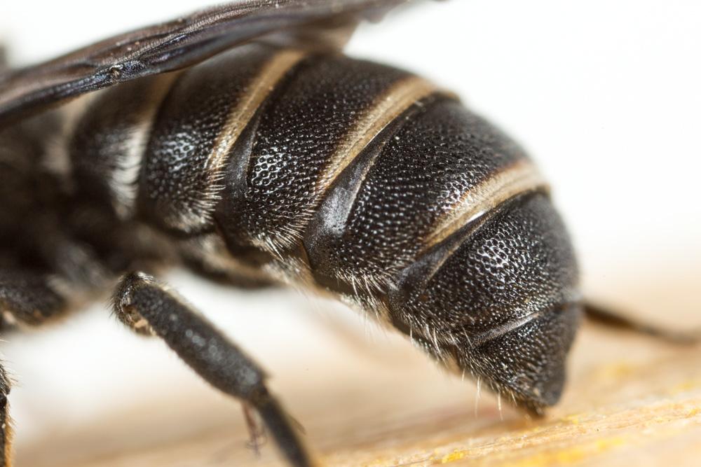 Stelis punctulatissima (Kirby, 1802)