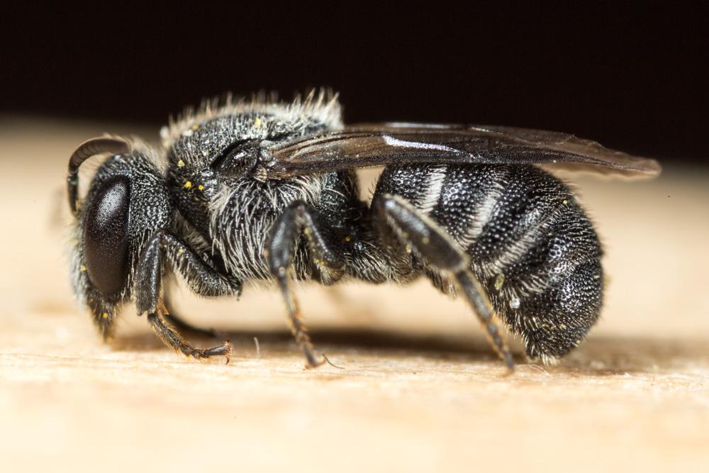 Stelis breviuscula Nylander, 1848