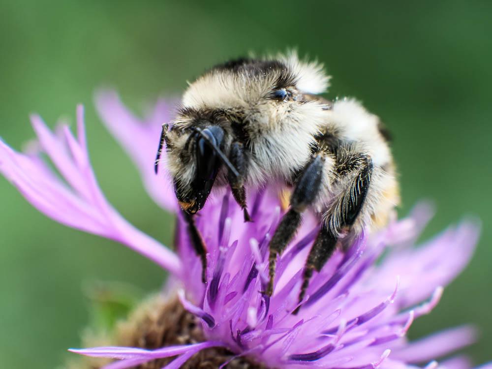 Bourdon grisé Bombus sylvarum (Linnaeus, 1760)