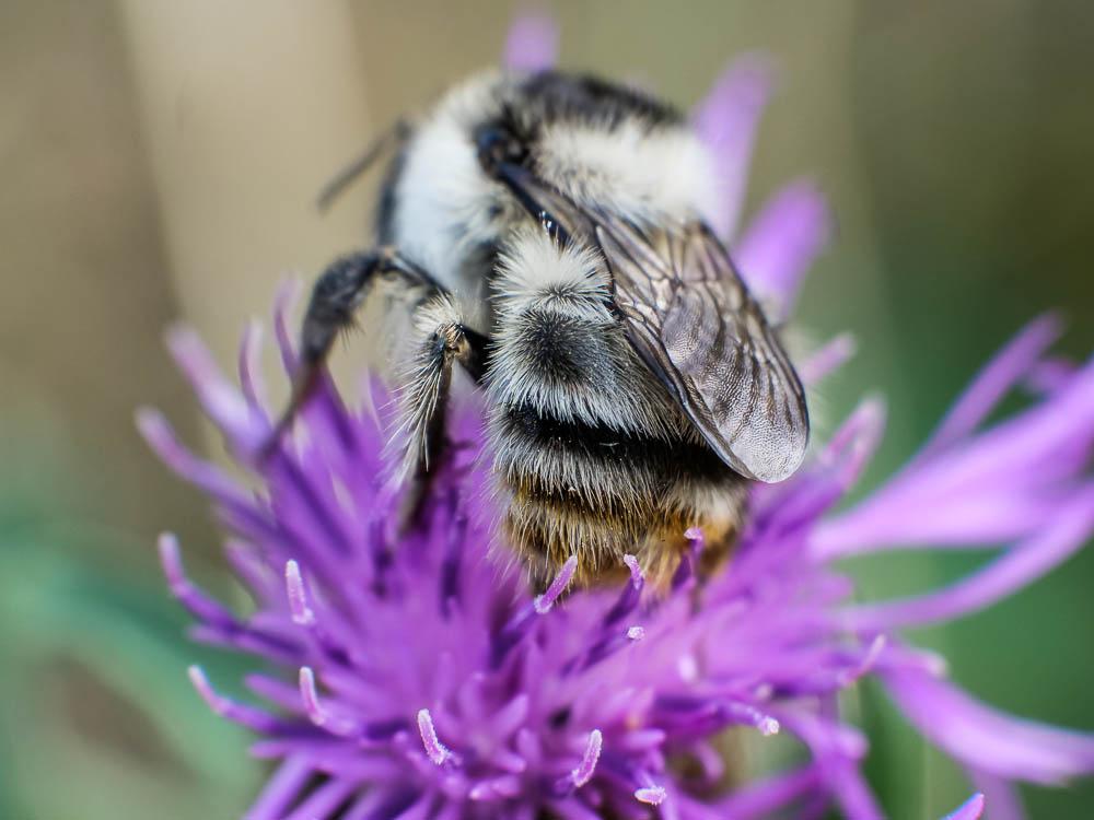 Bourdon grisé Bombus sylvarum (Linnaeus, 1760)