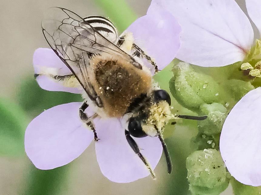 Colletes maidli Noskiewicz, 1936