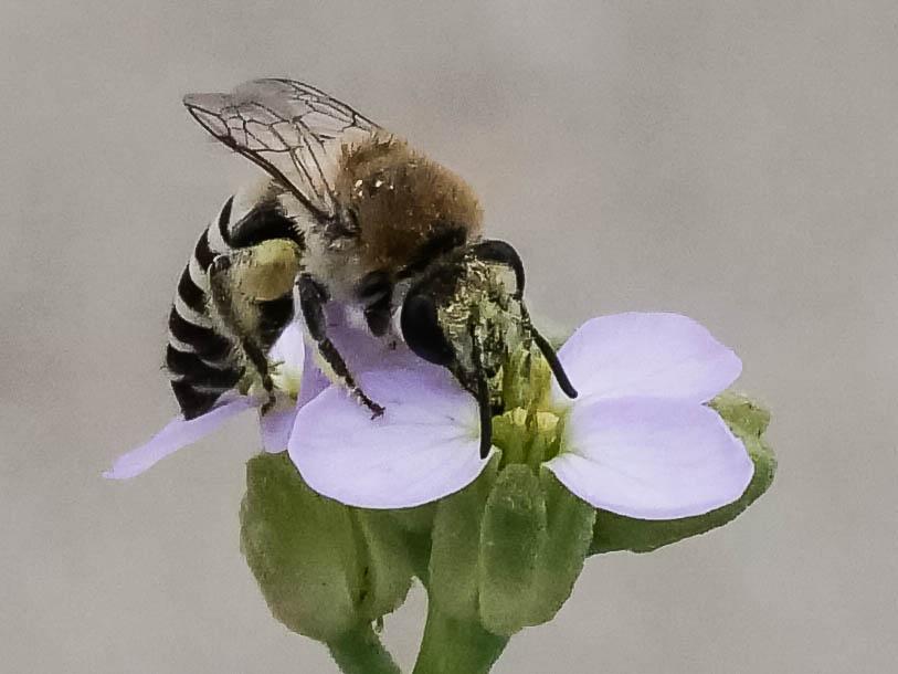 Colletes maidli Noskiewicz, 1936