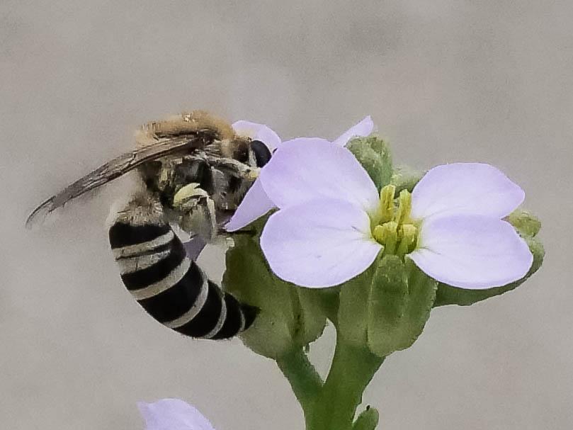 Colletes maidli Noskiewicz, 1936