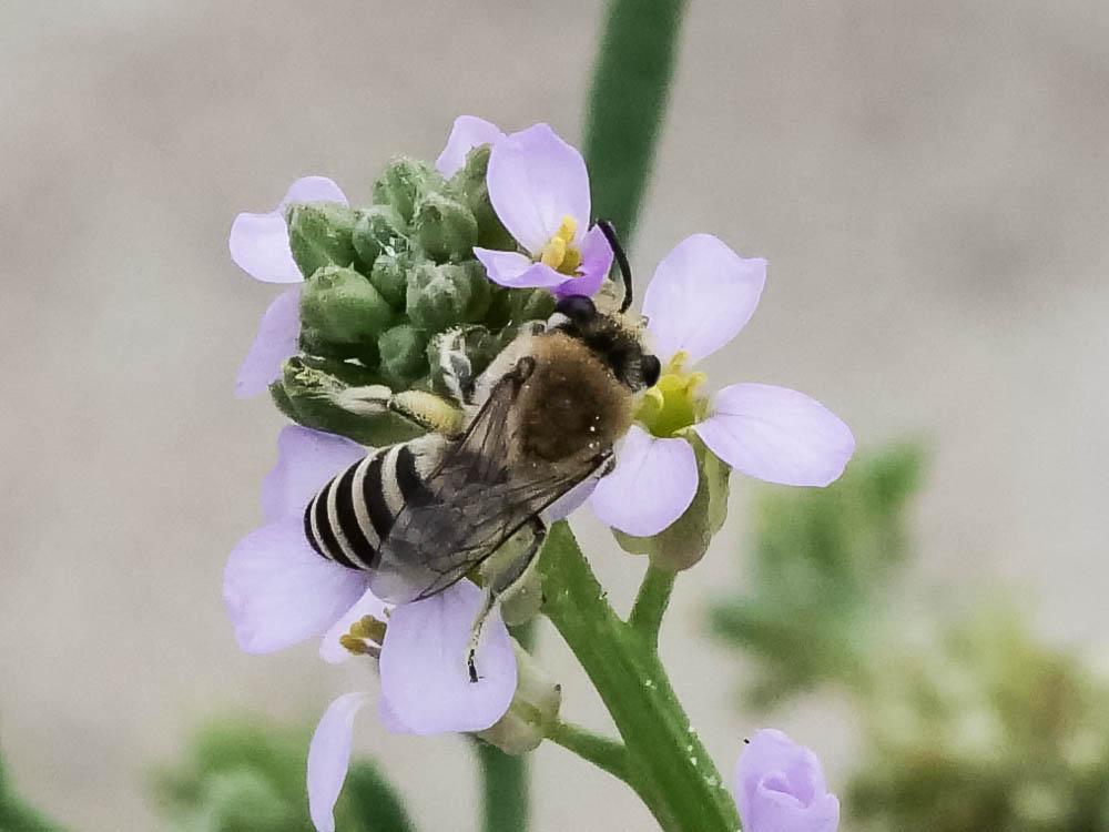 Colletes maidli Noskiewicz, 1936