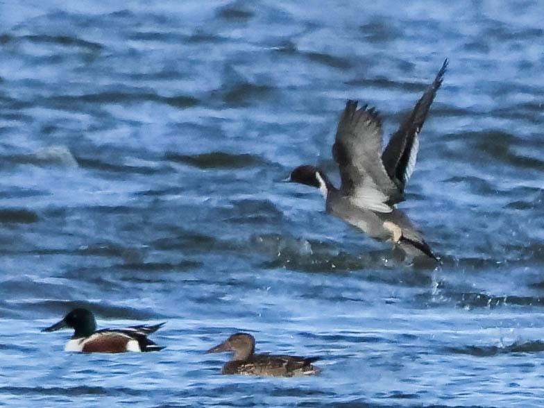 Canard pilet Anas acuta Linnaeus, 1758