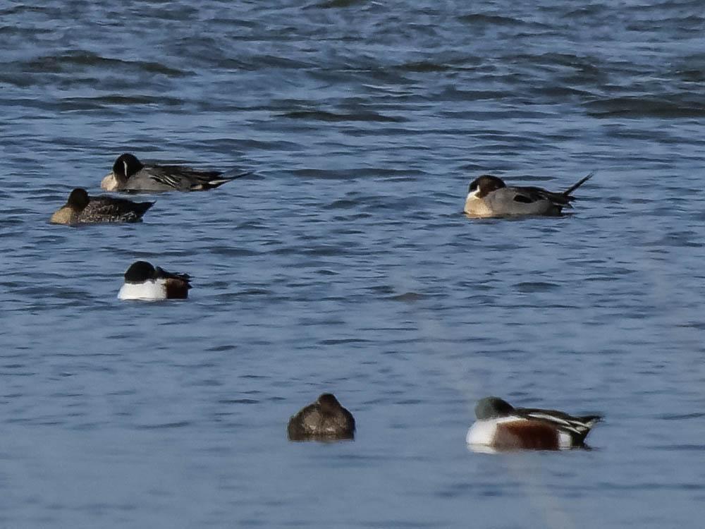 Canard pilet Anas acuta Linnaeus, 1758