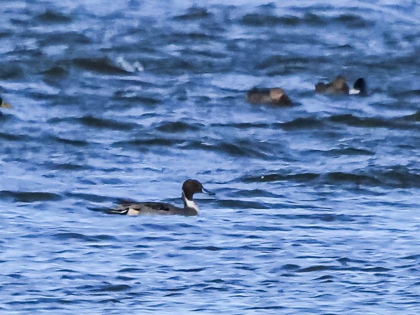 Canard pilet Anas acuta Linnaeus, 1758