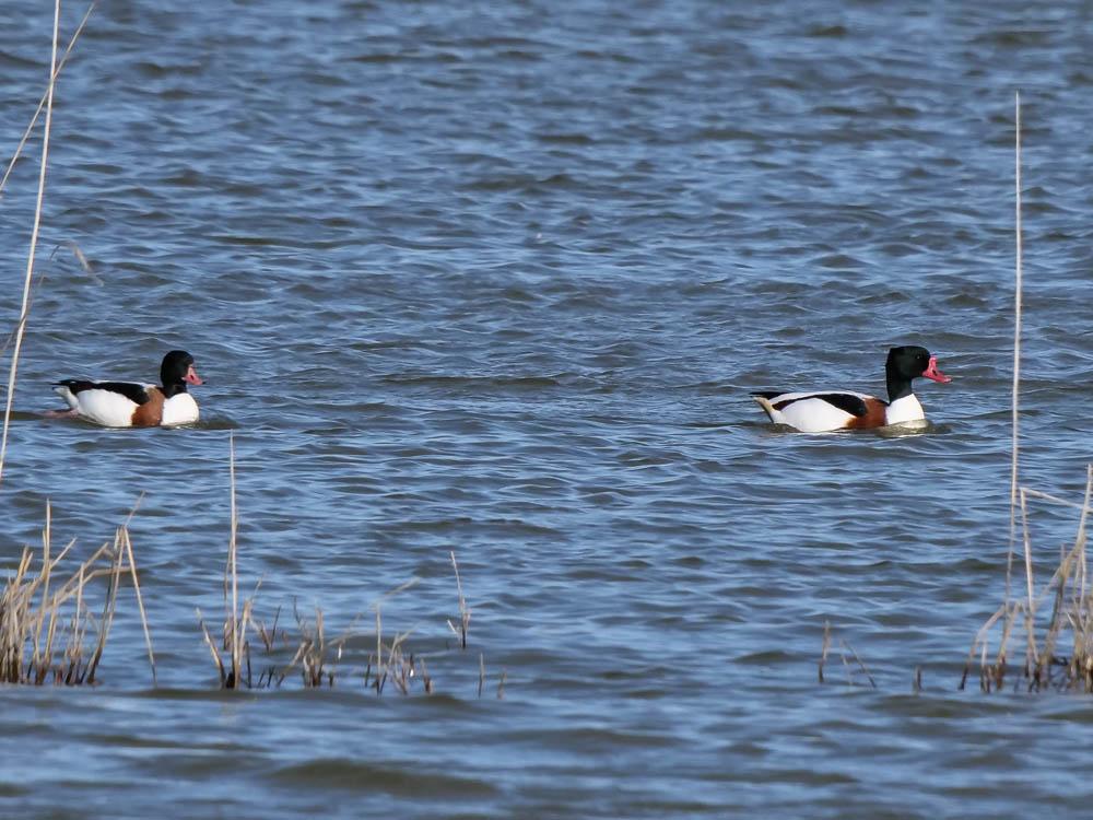Tadorne de Belon Tadorna tadorna (Linnaeus, 1758)
