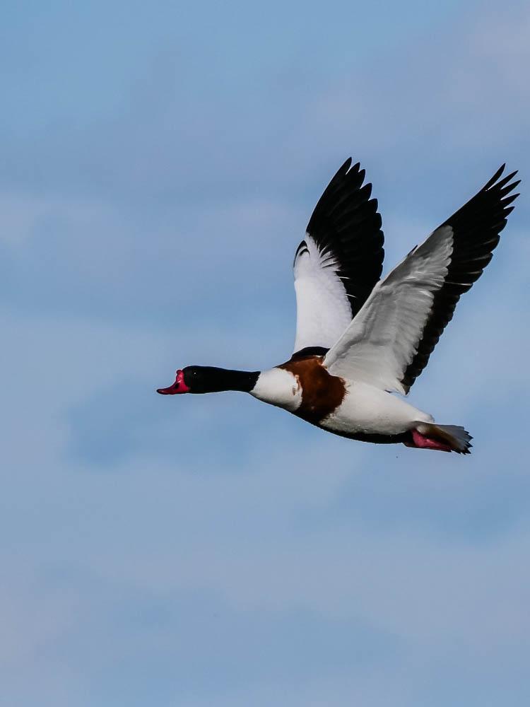 Tadorne de Belon Tadorna tadorna (Linnaeus, 1758)