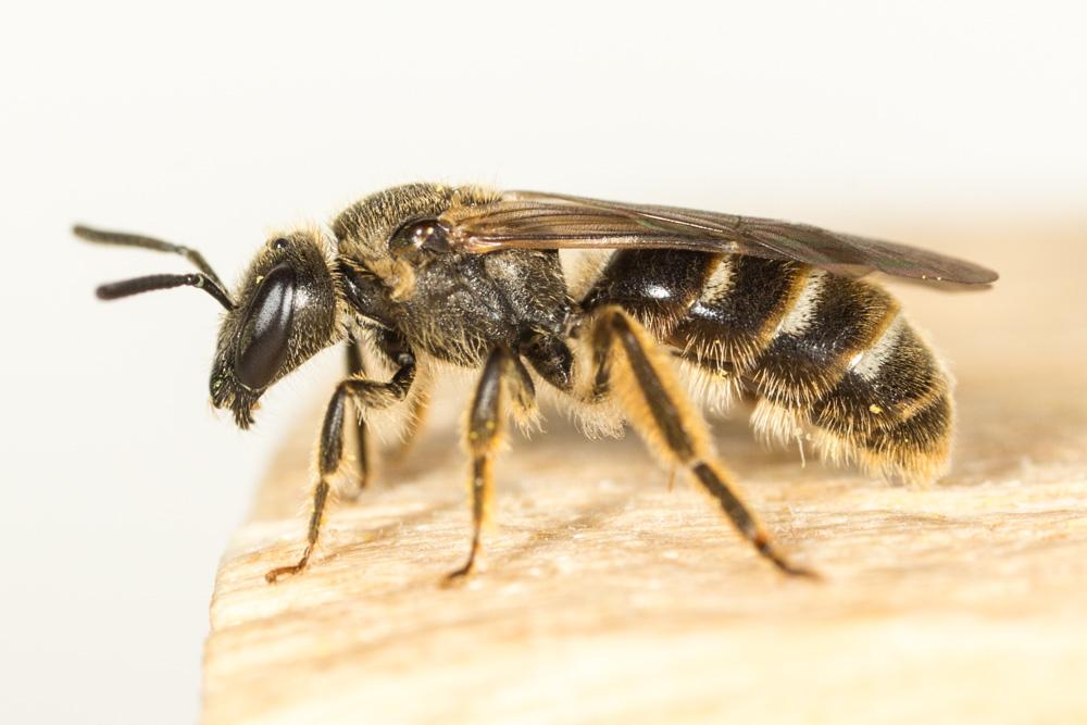  Lasioglossum Curtis, 1833