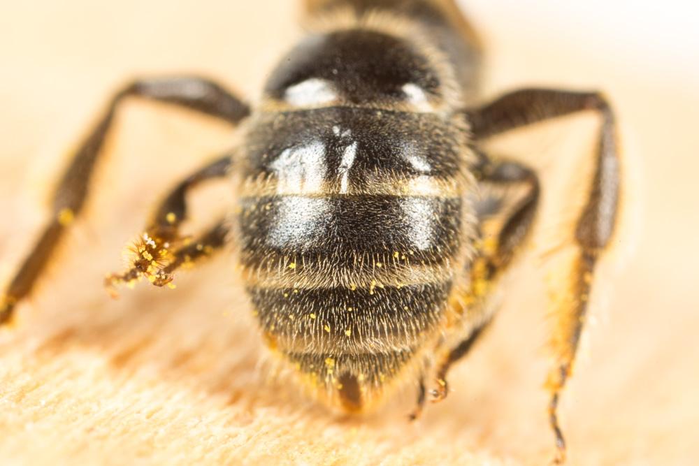  Lasioglossum Curtis, 1833