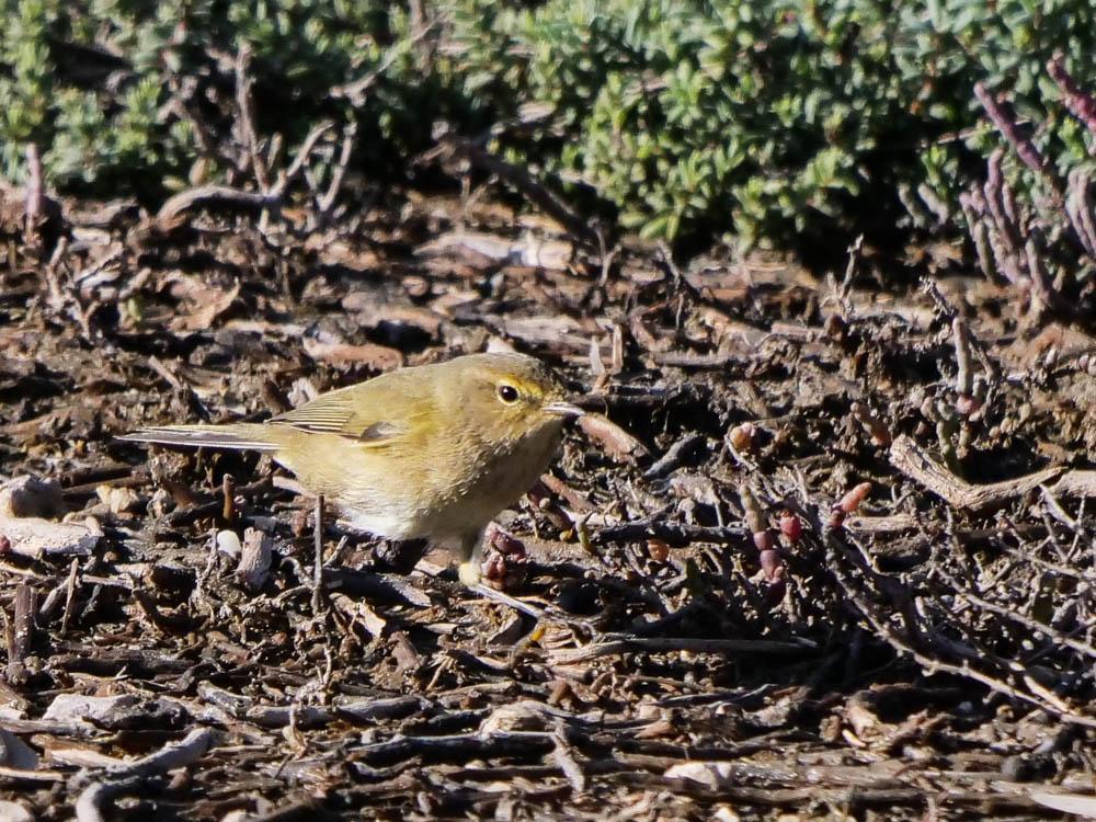 Pouillot véloce Phylloscopus collybita (Vieillot, 1887)
