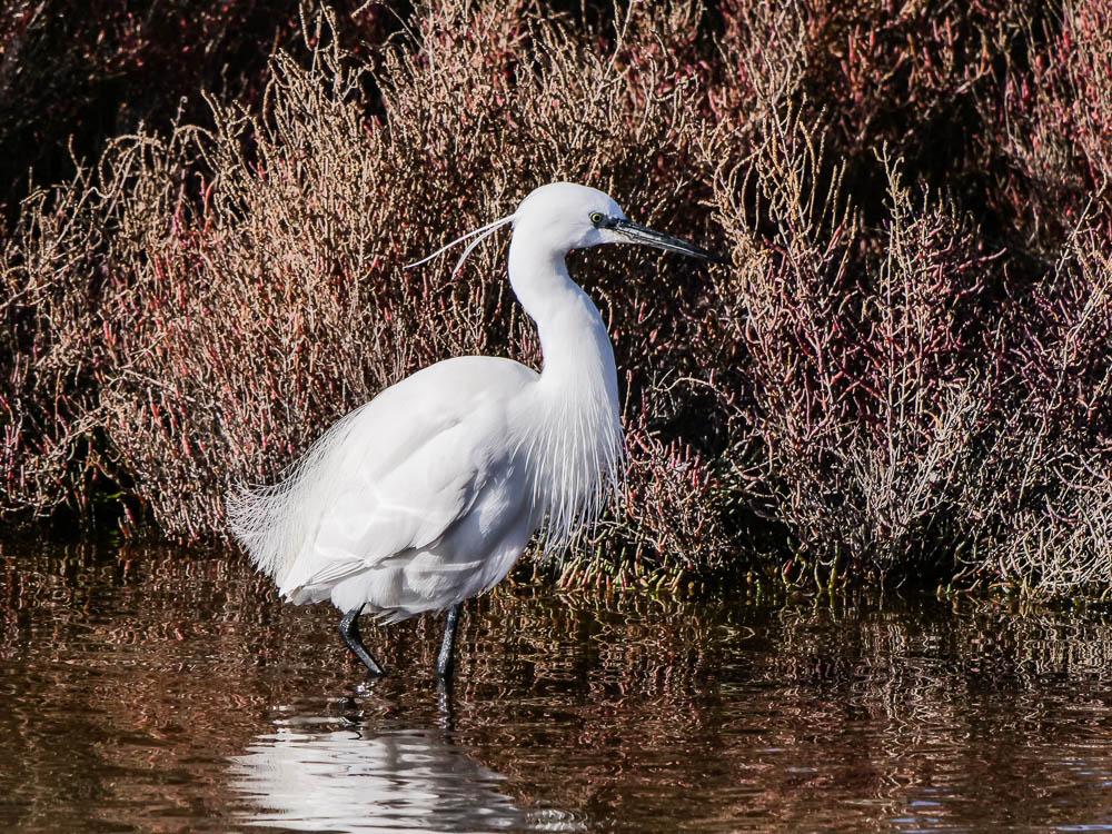 Aigrette garzette Egretta garzetta (Linnaeus, 1766)