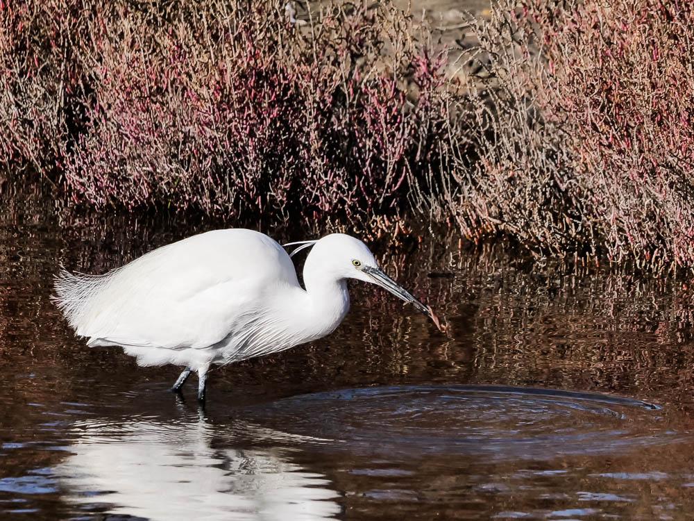 Aigrette garzette Egretta garzetta (Linnaeus, 1766)