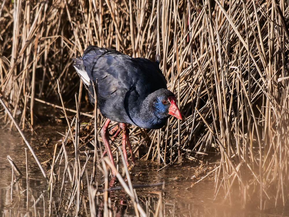 Poule sultane, Talève sultane, Porphyrion bleu Porphyrio porphyrio (Linnaeus, 1758)