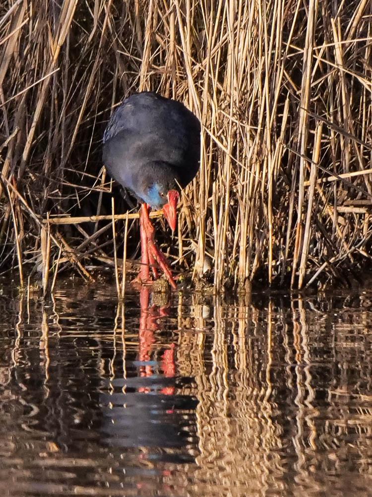 Poule sultane, Talève sultane, Porphyrion bleu Porphyrio porphyrio (Linnaeus, 1758)