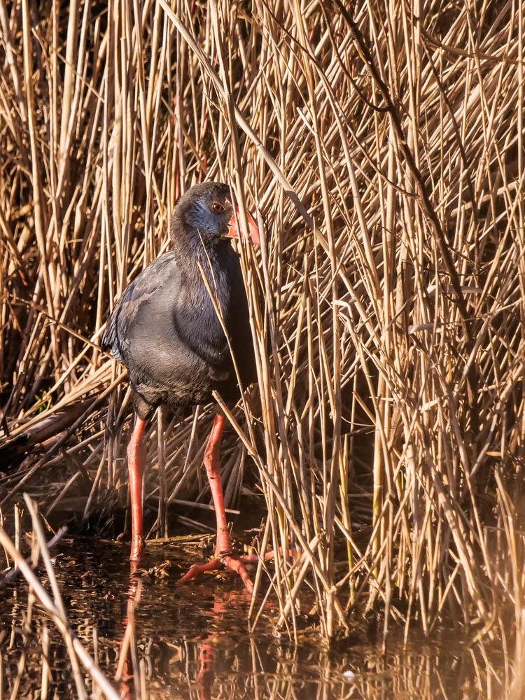 Poule sultane, Talève sultane, Porphyrion bleu Porphyrio porphyrio (Linnaeus, 1758)