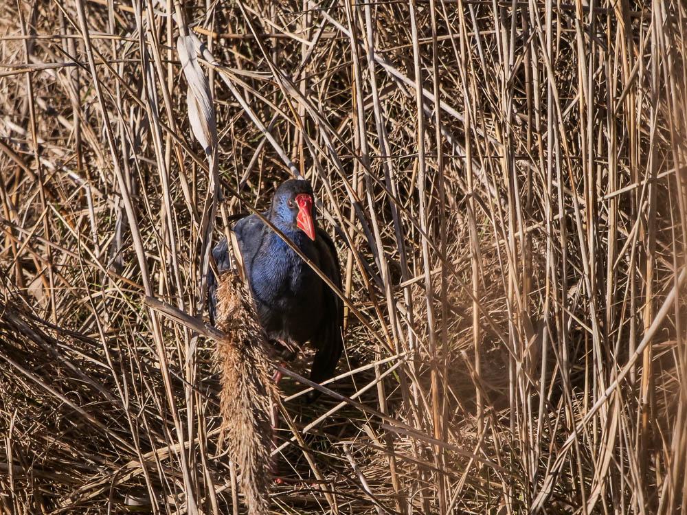 Poule sultane, Talève sultane, Porphyrion bleu Porphyrio porphyrio (Linnaeus, 1758)