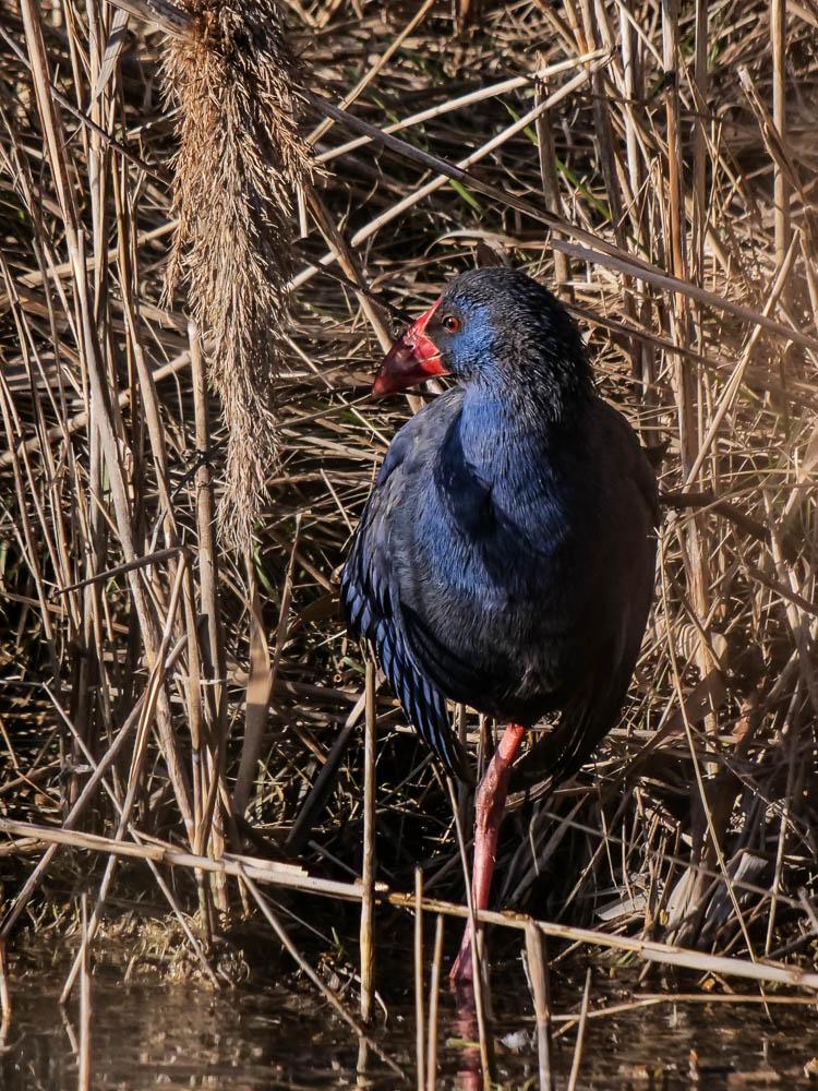 Poule sultane, Talève sultane, Porphyrion bleu Porphyrio porphyrio (Linnaeus, 1758)
