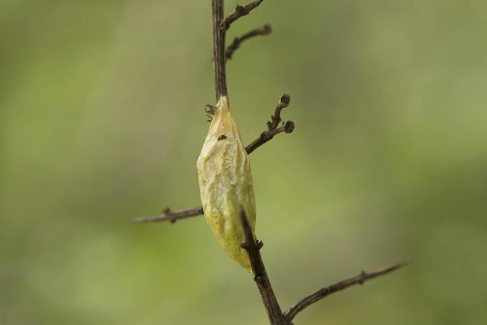 Zygène transalpine (La) Zygaena transalpina (Esper, 1780)