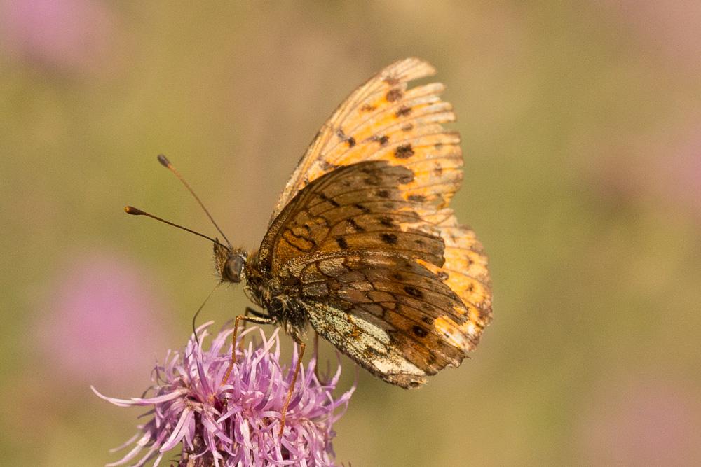 Nacré de la Sanguisorbe (Le), Nacré des marais (Le Brenthis ino (Rottemburg, 1775)