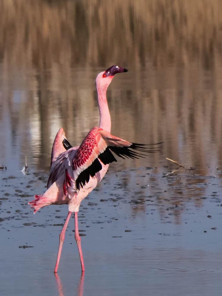 Flamant nain, Petit flamant Phoeniconaias minor (É. Geoffroy Saint-Hilaire, 1798)