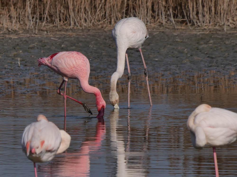 Flamant nain, Petit flamant Phoeniconaias minor (É. Geoffroy Saint-Hilaire, 1798)